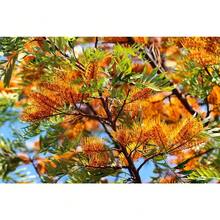 35 Silk Oak Orange Flowers Southern Silver Oak Grevillea Robusta Seeds
