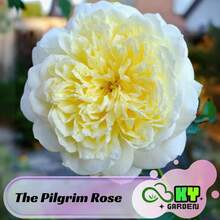 The Pilgrim Rose Seeds - Perennial, Open-Pollinating, Deciduous, Beautiful Blooming Flowers -Planting In Fall/Early Spring - SEED - View 7