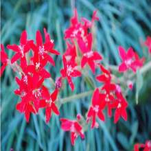 20 ROYAL RED CATCHFLY Hummingbird & Endangered Native Flower Silene Regia Seeds - SEED - View 3