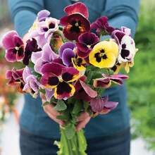 Premium Viola X Wittrockiana 'King Size' Seeds - Giant Mother-Of-Peter For Living Gardens - Colors - Organic - Floral Beauty