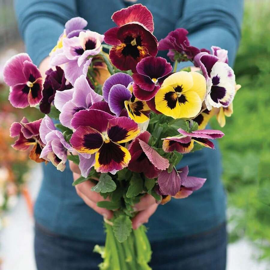 Premium Viola X Wittrockiana 'King Size' Seeds - Giant Mother-Of-Peter For Living Gardens - Colors - Organic - Floral Beauty
