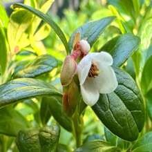 Evergreen Huckleberry Seeds - Vaccinium Ovatum - Delicious, Sweet, And Perennial