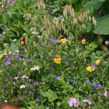 A Mixture Of Sun-Loving Plants, 100 Seeds - Non-GMO Blooms All Year Round, Easy To Plant - 變體1 - 查看 4