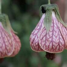 Abutilon Pictum Pink Chinese Lantern 100 Seeds - Biến thể 1 - Xem 4