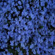 100 Seeds - Blue Pansy Seeds - Dwarf Blue - True Blue - Ageratum Houstonianum - Blue Flower - Mexican Brush - Beautiful And Fluffy Annual - Pv123