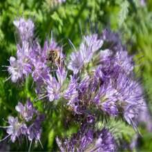 Phacelia Herb Organic Seeds, 250+ Count Phacelia Phacelia Seeds, Home Gardening, High Germination, For Garden And Pot, Phacelia Tanacetifolia