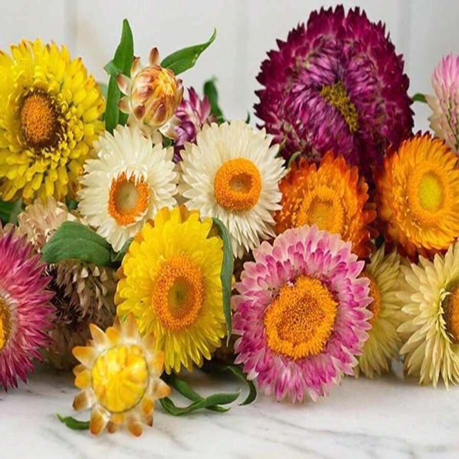 Strawflowers Seed Pack 25 Seeds - SEED - View 1
