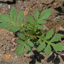 Naughty Marietta French Marigold Seeds 1 Tagetes Patula 1 Ground Cover Flowers Easy To Plant And Grow
