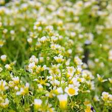 1800 Pieces Wild Foam Seeds - Unique White And Yellow Flowers - Non-Living Plants On , Vegetable Seeds, Hosta Plants, Live Plants, Garden Plants, Flowers For Outside, Semillas De Flores Para Sembrar, Garden , All  Live Plants, No Seeds, Live Plants, Garden Plants For Outside, Mosquito Repellent, Outdoor Garden, Perennial Plants, Seeds For Planting, Live Plants On , No Seeds, Perennial Flower Seeds, Plant Seeds - 1800 - View 3