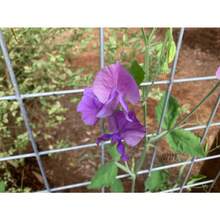 Royal Lavender Sweet Misple Fruit Seeds