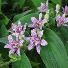 Tricyrtis Heirloom Japanese Crysanthemums Flower Seeds - 100+ Per Plant Live  Vegetable Seeds Hosta Plants Live Plants Garden Flowers For Outdoor Semillas De Flores Para Sembrar Garden  All Live Plants Not Seeds Live Plants Garden Flowers For Outdoor Mosquito Protection Outdoor Garden Perennial Plants Seeds For Planting Live Plants  Not Seeds Perennial Flower Seeds Plant Seeds - 1包 - 查看 2
