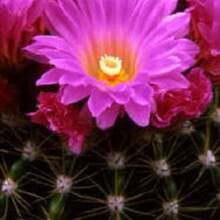 Recommend 50 CACTUS MIX 'Finest Mixed' Succulent Flower Seeds - 變體 1 - 查看 8