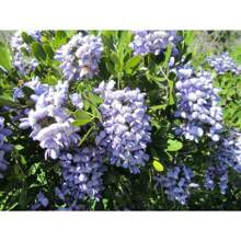 Sophora Secundiflora 200 Seeds - Texas Mountain Laurel