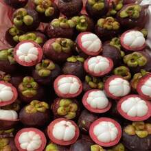 Plant To Be Delivered Within 3 Days! Mangosteen Tree Seeds Four Seasons Suitable For Potted Plants Can Bear Fruit Within A Year