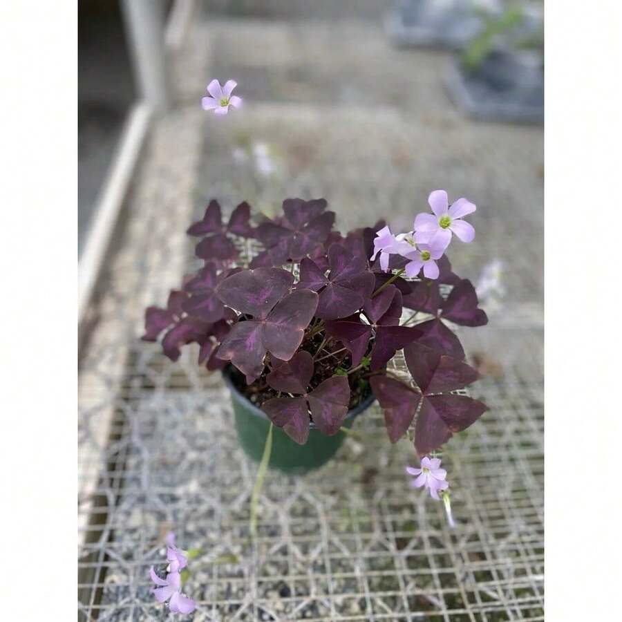 150Pcs Purple Oxalis Shamrock Seeds Oxalis Triangularis Seeds For For Fall Planting - Variant1 - View 1
