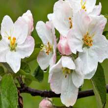 25 APPLE TREE Malus Pumila Var. ANTONOVKA. Antonovka Yellow Green Fruit Pink White Flower Seeds - SEED - View 9