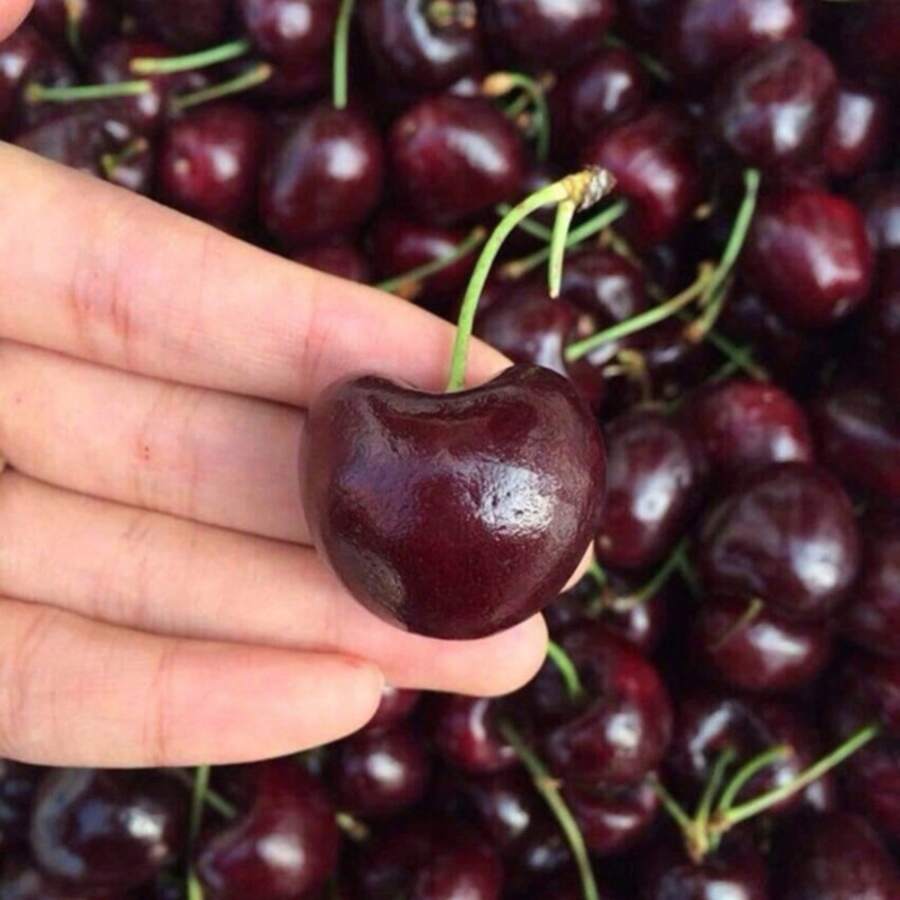 300 Pieces Of American Cherry Pits, Beautiful Fruit Flavor, Delicious Cherry Plants, Cold-Resistant And Suitable For All Seasons, Suitable For DIY Gardens, Home Gardens, Flower Pots, And Inner Courtyards - Ideal Garden Gifts