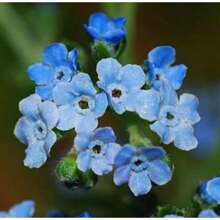 Forget Me Not Seeds - Cynoglossum - 500 Seeds