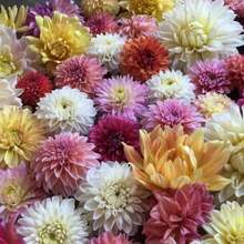 20+ Seeds Ultimate Dinnerplate Collection Dahlia Seeds - Perennial - Open-Pollinating - Fast Growing - Clumping - Plant In Spring D037 - SEED - View 3
