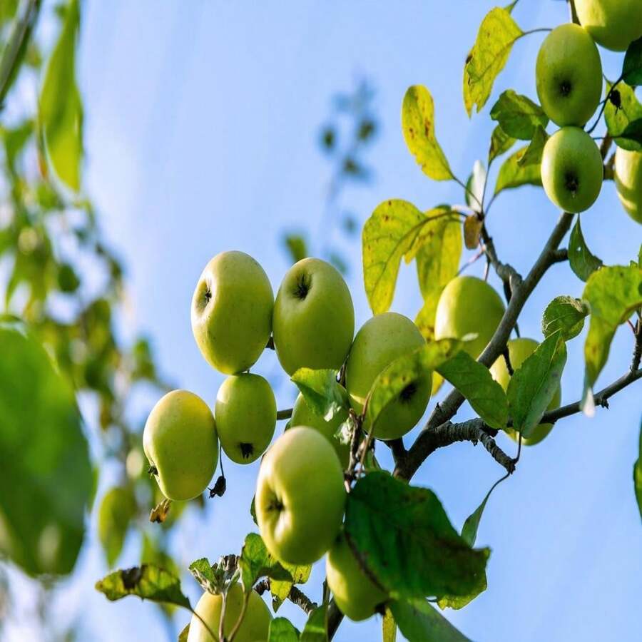 25 APPLE TREE Malus Pumila Var. ANTONOVKA. Antonovka Yellow Green Fruit Pink White Flower Seeds - SEED - View 1