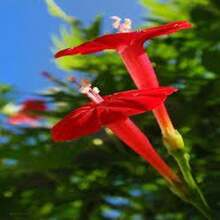 Cardinal Climber Seeds (Ipomoea Quamoclit) - SEED - View 3