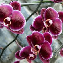 362pcs Mixed Phalaenopsis Seeds - Phalaenopsis Seeds For Planting - 362 - View 3