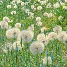 Four Seasons Marigold Seeds - Easy-To-Grow Heirloom Seeds For Indoor And Balcony Landscaping