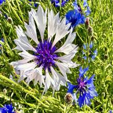 Cornflower/Bachelor Button Seeds - Centaurea Cyanus - Beautiful, Abundant And Edible