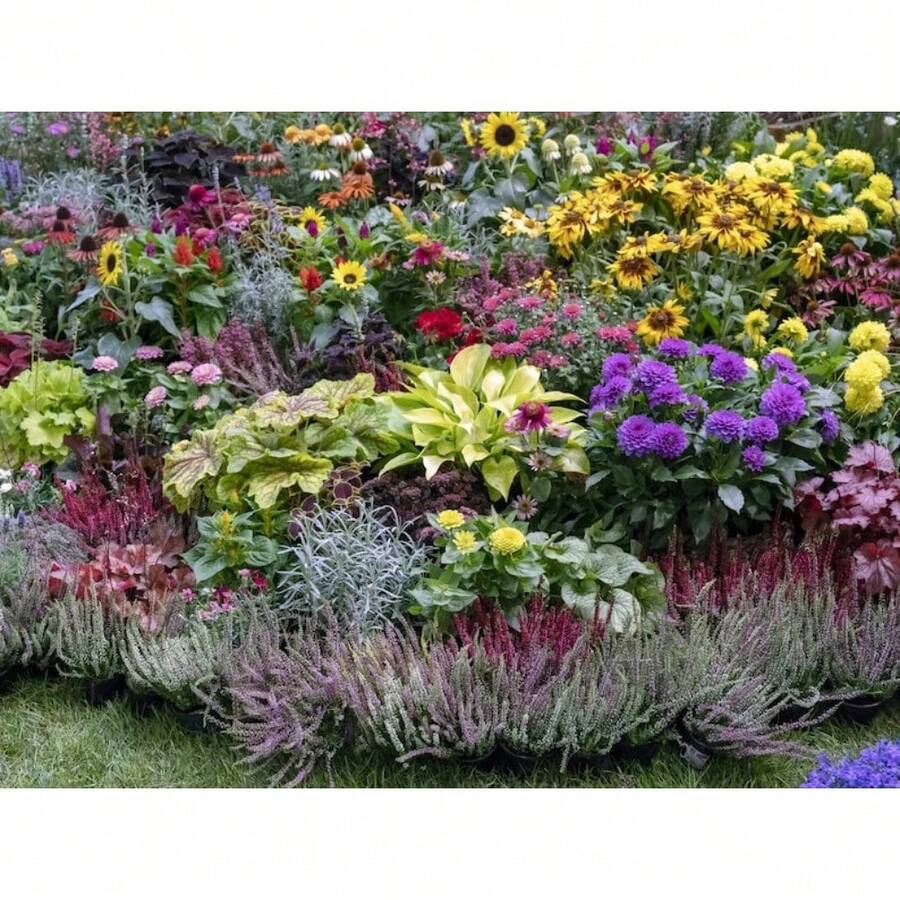 A Mixture Of Sun-Loving Plants, 100 Seeds - Non-GMO Blooms All Year Round, Easy To Plant - 變體1 - 查看 1