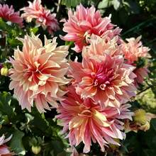 Color Mix Generic 100+ Dahlia Maze Flower Seeds - Rare Soft Peach & Bright Pink Dahlia Seeds For Planting, Pink