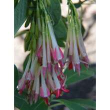 Fuchsia Boliviana Alba 150 Seeds - 變體1 - 查看 4
