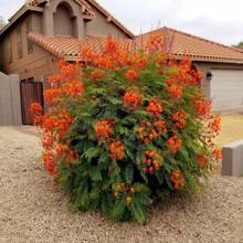 DWARF POINCIANA Flower-20Seeds