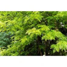 35 Silk Oak Orange Flowers Southern Silver Oak Grevillea Robusta Seeds