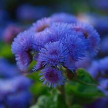 100 Seeds-Blue Floss Flower Seeds-Dwarf Blue-True Blue-Ageratum Houstonianum- Blueweed-Mexican Paintbrush-Beautiful And Fluffy Annual-Pv123