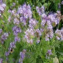 Phacelia Herb Organic Seeds, 250+ Count Phacelia Phacelia Seeds, Home Gardening, High Germination, For Garden And Pot, Phacelia Tanacetifolia