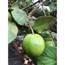 White Guava Seeds, Sweet Melon, Hawa Fruit, Rare Tropical Organic Food