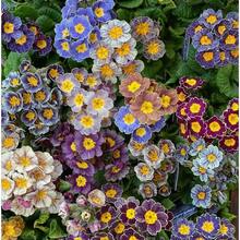 Sow Right Seeds 120 Pieces Seeds Primrose Seeds - Perennial Early Plants Live  Vegetable Seeds Hosta Plants Live Plants Garden Plants Flower Seeds Plants Flowers For Outdoor Semillas De Flores Para Sembrar Garden  All  Live Plants Not Seeds Live Plants  Plants For Outdoor Mosquito Repellent Outdoor Garden Perennial Plants Seeds For Planting Live Plants  Not Seeds Perennial Flower Seeds Plant Seeds - 120件 - 查看 5