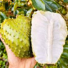 Seed Soursop Fruit Tree Seed For Planting Outdoor- Non-GMO Heirloom Fresh Tropical Fruit Plant In Your Containers Home Garden - 10件 - 查看 1