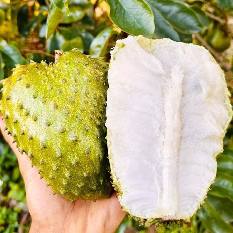 Seed Soursop Fruit Tree Seed For Planting Outdoor- Non-GMO Heirloom Fresh Tropical Fruit Plant In Your Containers Home Garden - 10件 - 查看 1
