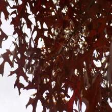 Scarlet Oak Tree Seedling (Quercus Coccinea) Cuckoo Clock Leaf Deep Woods Seed Acorn Deep Red Color Fall Forest Look PRE  April 29th - 種子 - 查看 4