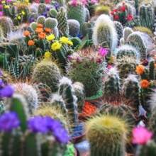 Recommend 50 CACTUS MIX 'Finest Mixed' Succulent Flower Seeds - 變體 1 - 查看 6