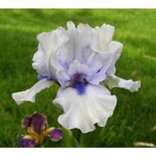 100 Heirloom Iris Seeds: Transform Your Outdoor Area Into A Fragrant Perennial Paradise