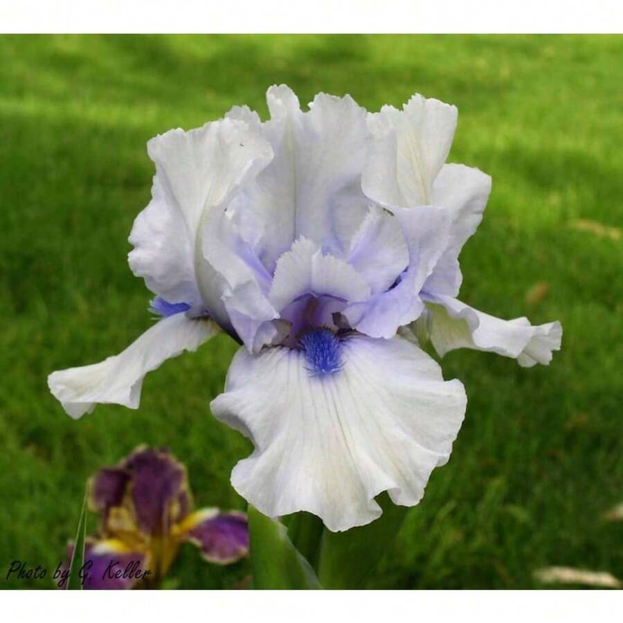 100 Heirloom Iris Seeds: Transform Your Outdoor Area Into A Fragrant Perennial Paradise