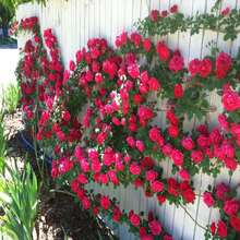 Climbing Fuchsia Roses - Choose The Color- 20 Seeds -Code381
