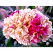 253 Pieces Recommended Red/Yellow Two-Tone Brain-Shaped Pomegranate Seeds