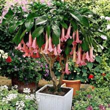 120pcs Discount Offer 50pcs Datura Brugmansia Seeds Potted Bonsai Trumpets Angel Flower Seeds