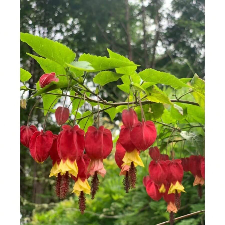 230pcs Rare Mixed Bloody Heart Seeds - Brightly Colored And Easy To Grow