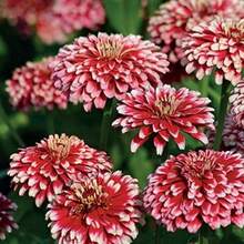1000pcs Park Seed Chrysanthemum Seeds Hidden Dragon Variety Easy Growth For Spring Planting - SEED - View 4