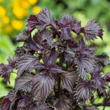 100 Wild Purple Coleus Seeds - Variant1 - View 3