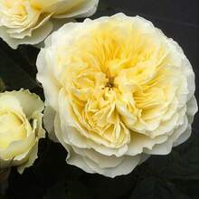 The Pilgrim Rose Seeds - Perennial, Open-Pollinating, Deciduous, Beautiful Blooming Flowers -Planting In Fall/Early Spring - SEED - View 10